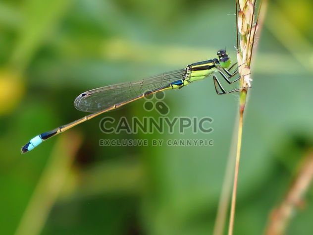 Dragonfly with beautifull wings - image #301739 gratis