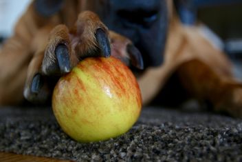 St. Bernard dog with apple - image #303319 gratis