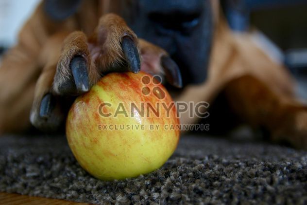 St. Bernard dog with apple - Free image #303319