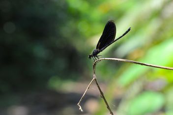 Black dragonfly on twig - image #303769 gratis