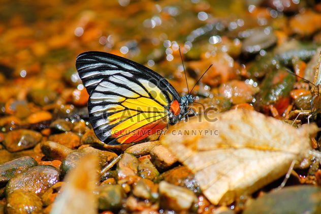 Close-up of butterfly on stones - Free image #303779