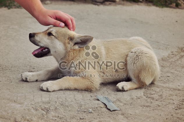 Man stroking puppy - image #303789 gratis
