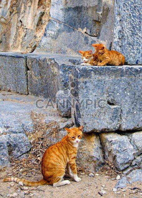 Three red cats on stones - image #304059 gratis