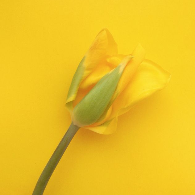 yellow tulip on yellow background - image #304119 gratis