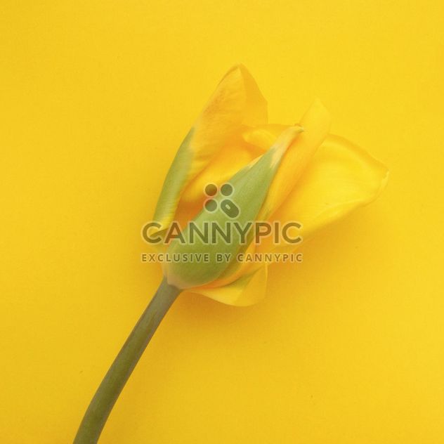 yellow tulip on yellow background - image #304119 gratis