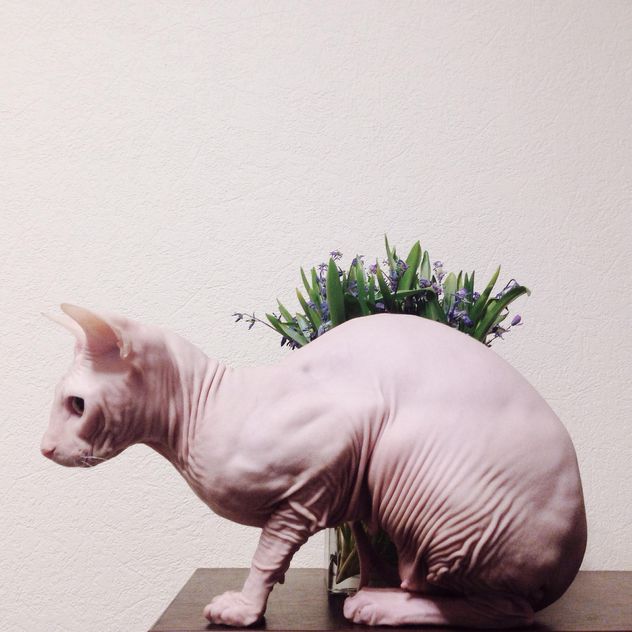 Sphynx cat and flowers on table - image gratuit #304129 