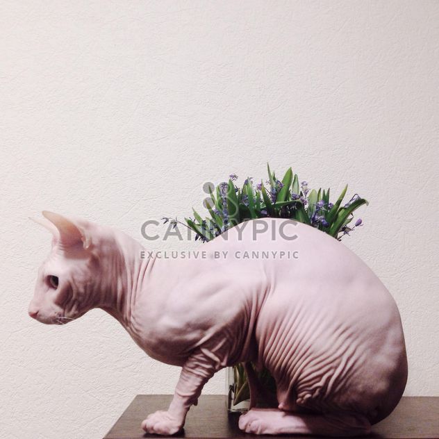 Sphynx cat and flowers on table - image gratuit #304129 