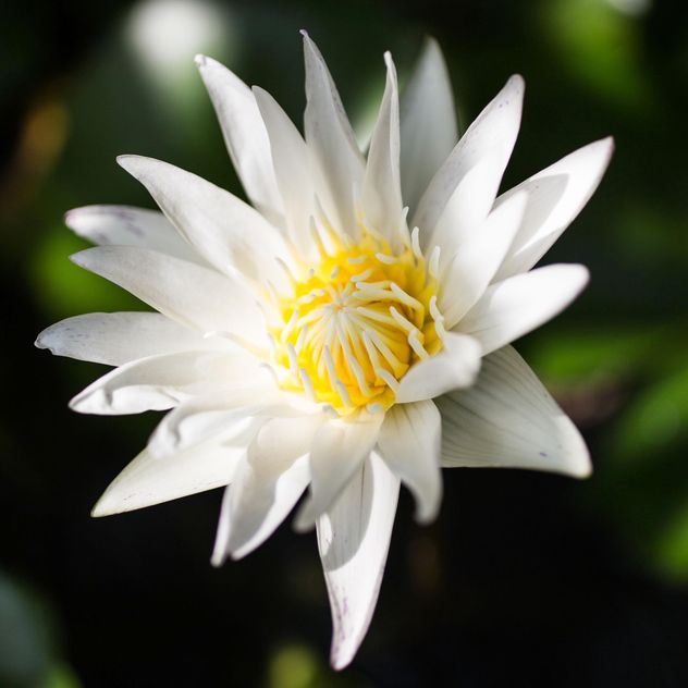 White lotus - image gratuit #304459 