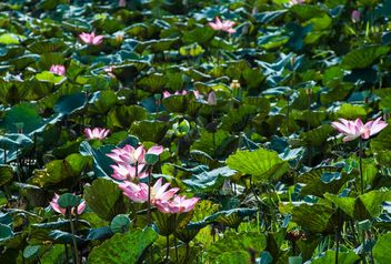 Water lilies on a pond - image #304469 gratis