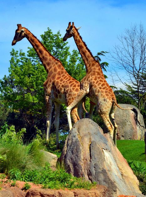 giraffes mature - image gratuit #304529 