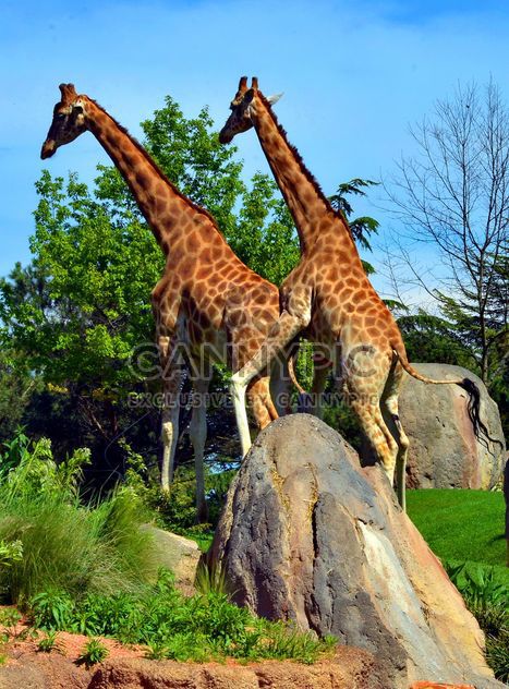 giraffes mature - Kostenloses image #304529