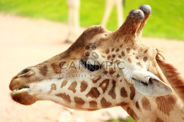Portrait of a Giraffe - image gratuit #304539 