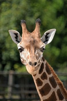 Giraffe portrait - Kostenloses image #304549