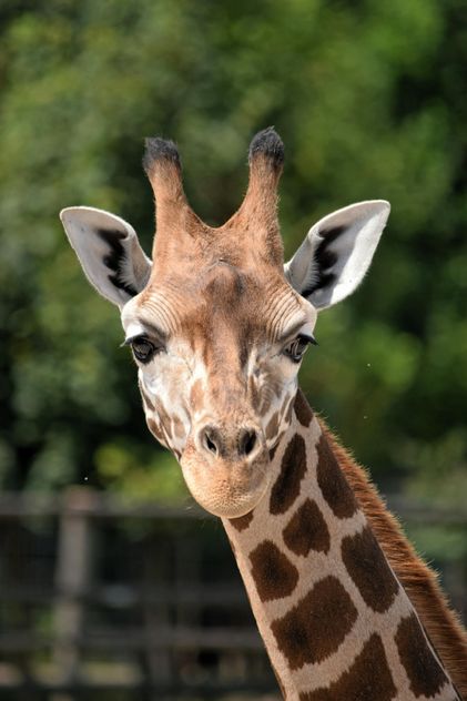 Giraffe portrait - image gratuit #304549 