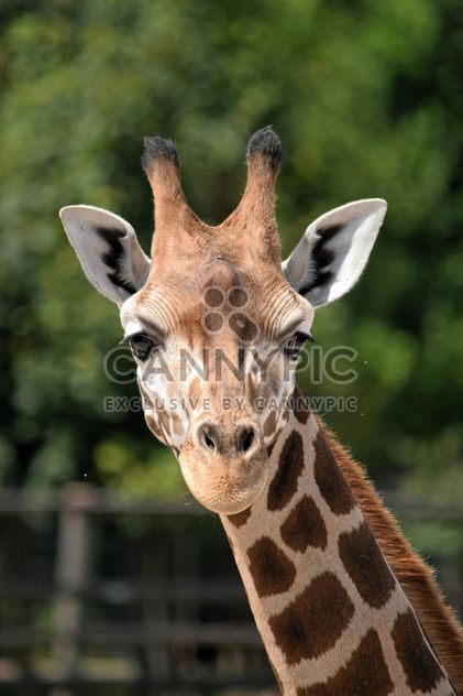 Giraffe portrait - image #304549 gratis