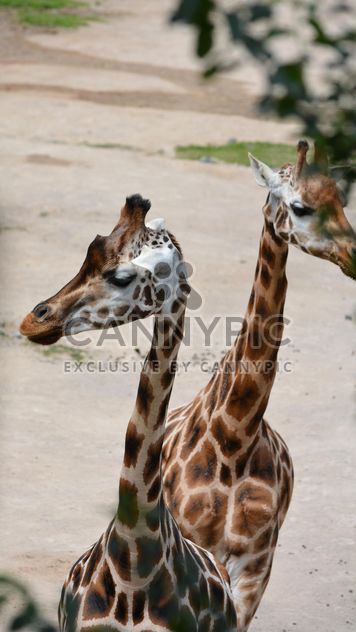 Giraffes in park - Free image #304559