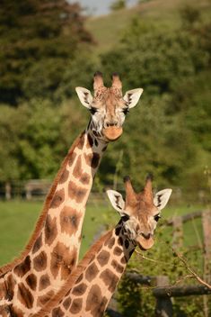 Giraffes in park - бесплатный image #304569