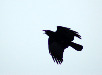 Crow - бесплатный image #305939