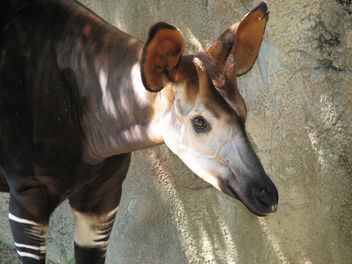 Okapi - image gratuit #306009 