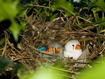 Nesting Zebra Finches - image #306039 gratis