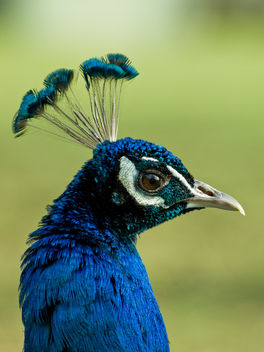 Indian Peacock - Free image #306079