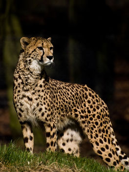 Cheetah - image #306089 gratis