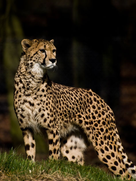 Cheetah - image gratuit #306089 