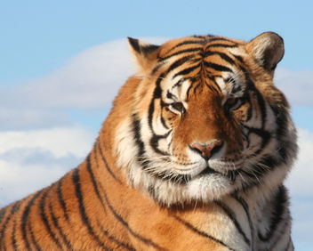Tiger - image #306099 gratis