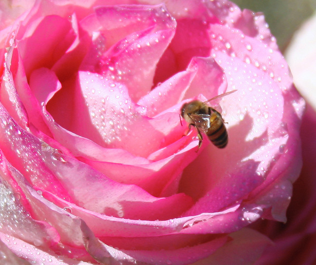 Sweet Nectar after a Light Sun Rain Shower, Pink Romantic Red Rose Petals & Landing Bumble Bee Guest Getting a Drink - Kostenloses image #306179