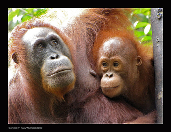 Kuching - Semanggoh Wildlife Centre - бесплатный image #306189