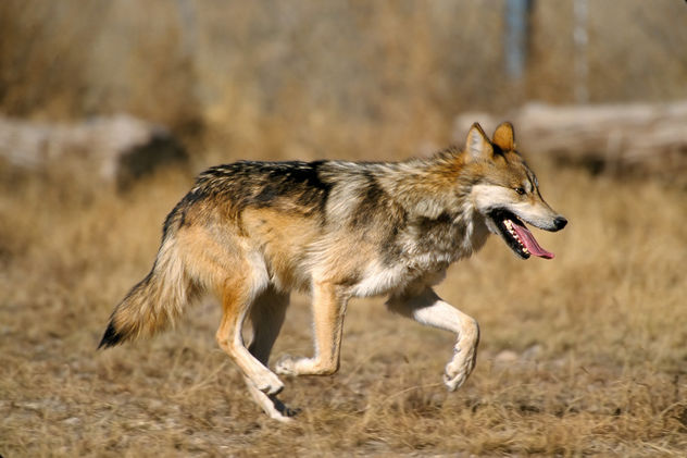 Mexican wolf - image #306299 gratis