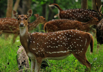 Chital - (Spotted Deer) - бесплатный image #306359