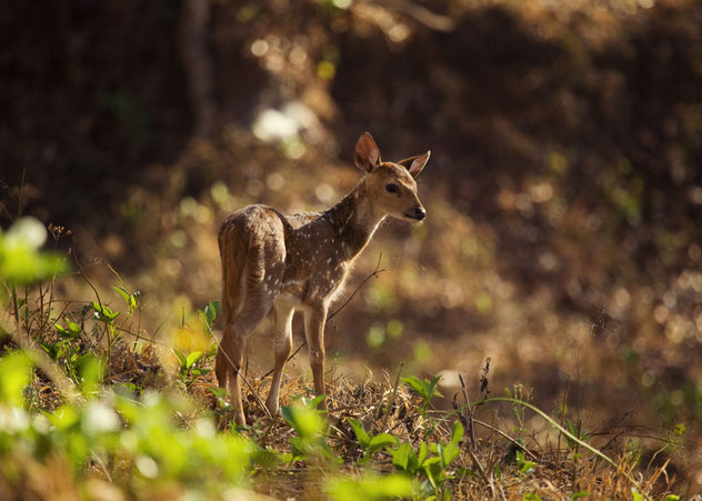 Baby Spotted Deer | Kabini - image gratuit #306429 