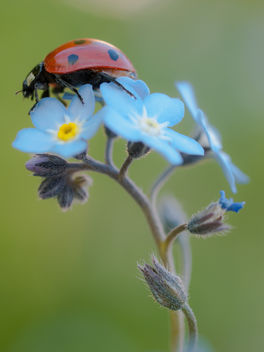 Ladybird - бесплатный image #306479