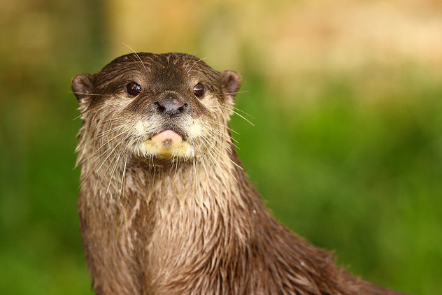 Otter - Cotswold Wildlife Park - image #306499 gratis