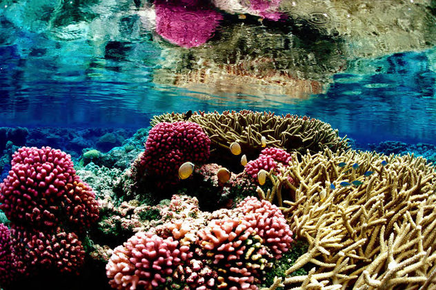 Coral Reef at Palmyra Atoll National Wildlife Refuge - image #306549 gratis