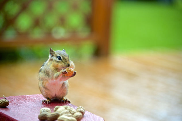 Chipmunk of the day - Free image #306609