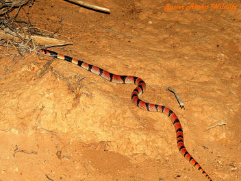Coral Shield Cobra (Aspidelaps lubricus lubricus) - бесплатный image #306659