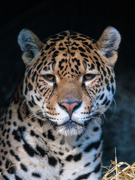 Jaguar - image gratuit #306679 