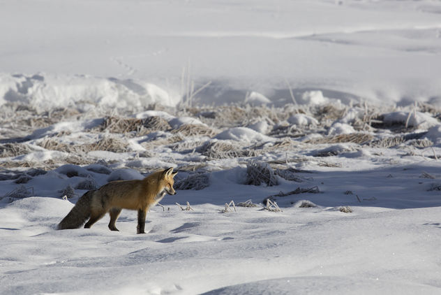 A red fox hunts near Terrace Spring - image gratuit #306709 