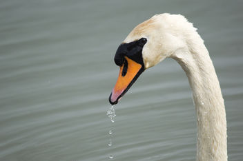 Mute Swan - image #306769 gratis