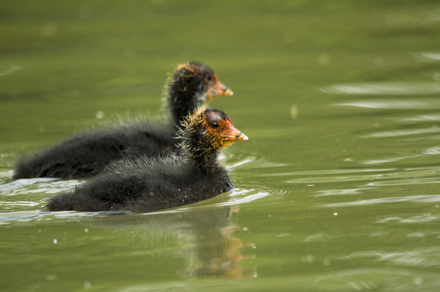 Coot Young - Free image #306799