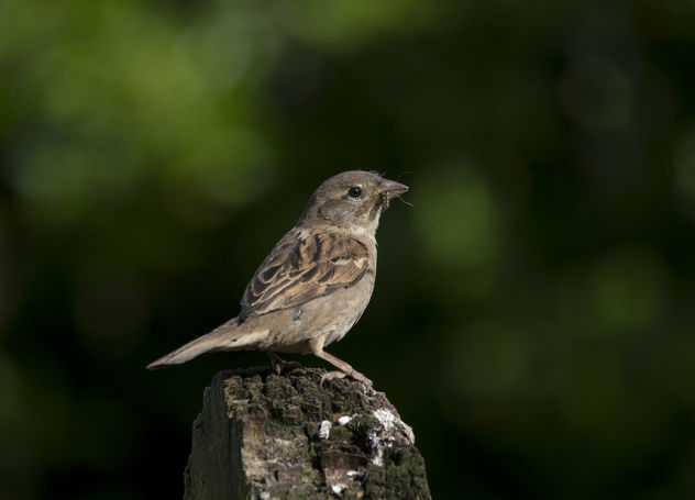 Female House Sparrow - image gratuit #306809 