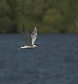 Common Tern - Sterna hirundo - image #306819 gratis
