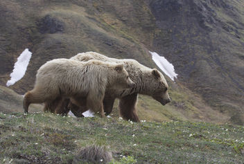 Grizzly Bear (Ursus arctos ssp.) - бесплатный image #306899