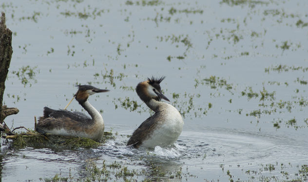 Great Crested Grebe - Free image #306909