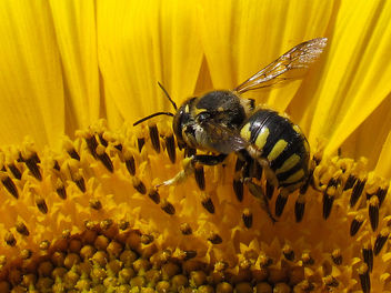 Wool Carder Bee - Free image #306929
