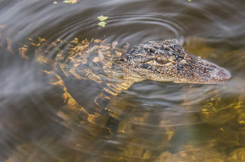 It's a baby alligator 2. - image gratuit #306949 