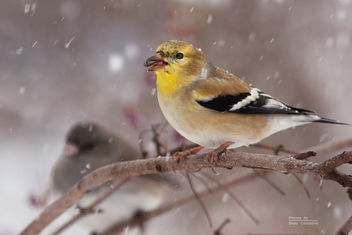 Goldfinch with Junco - image #307119 gratis