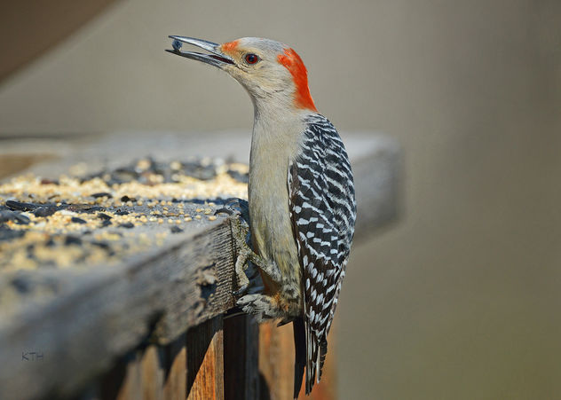 Red-bellied Woodpecker - image #307159 gratis